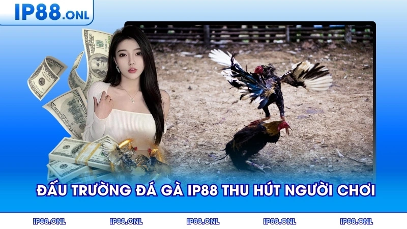 Đấu trường Đá gà IP88 thu hút người chơi mọi cấp độ