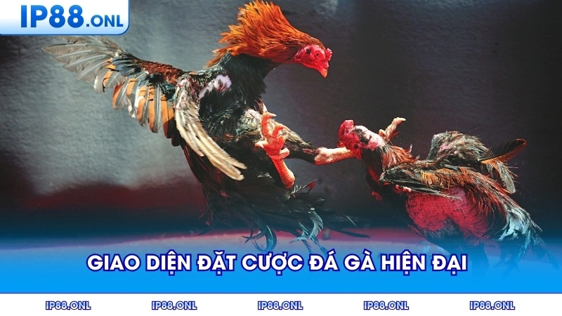 Giao diện đặt cược đá gà hiện đại trên màn hình