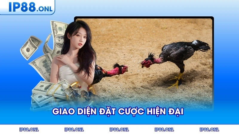 Giao diện đặt cược hiện đại khi xem trực tiếp đá gà