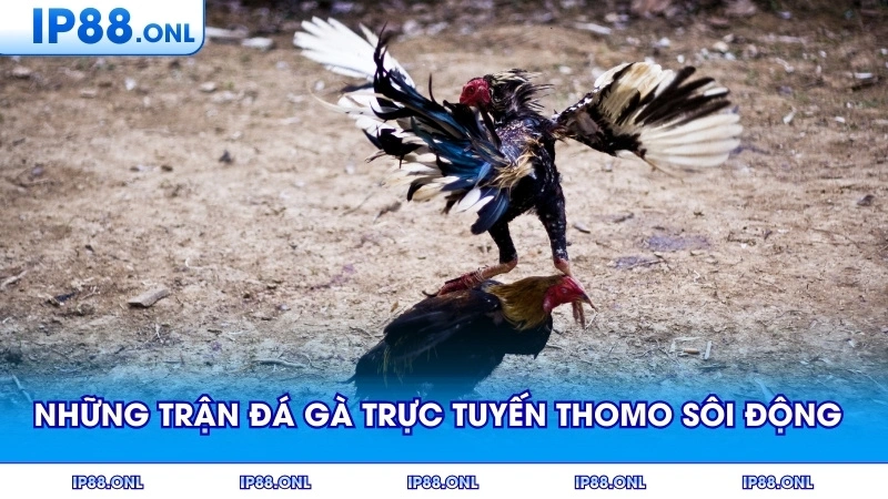 Những trận đá gà trực tuyến thomo sôi động trên nền tảng đẳng cấp