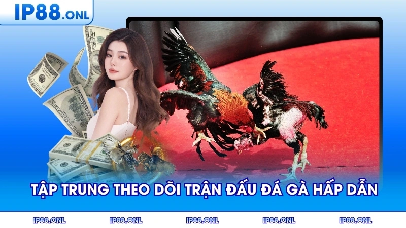 Người chơi tập trung theo dõi trận đấu đá gà hấp dẫn