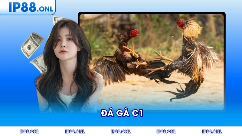 Khám Phá Thế Giới Đá Gà C1 Đẳng Cấp