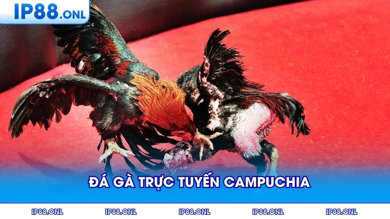 Người chơi theo dõi đá gà trực tuyến campuchia qua điện thoại thông minh