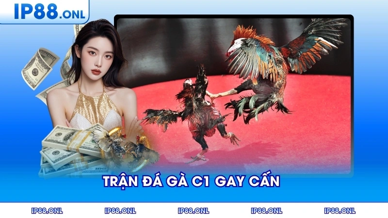 Trận đá gà C1 gay cấn diễn ra tại đấu trường quốc tế