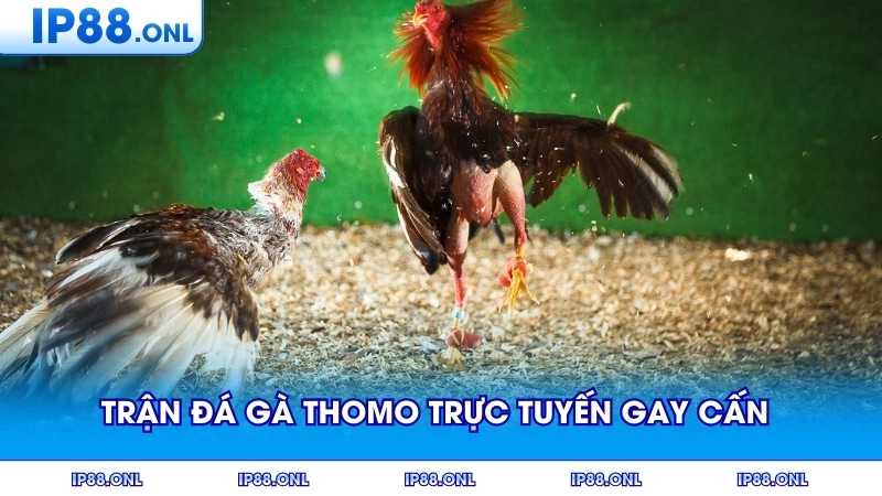 Trận đá gà thomo trực tuyến diễn ra gay cấn và hấp dẫn